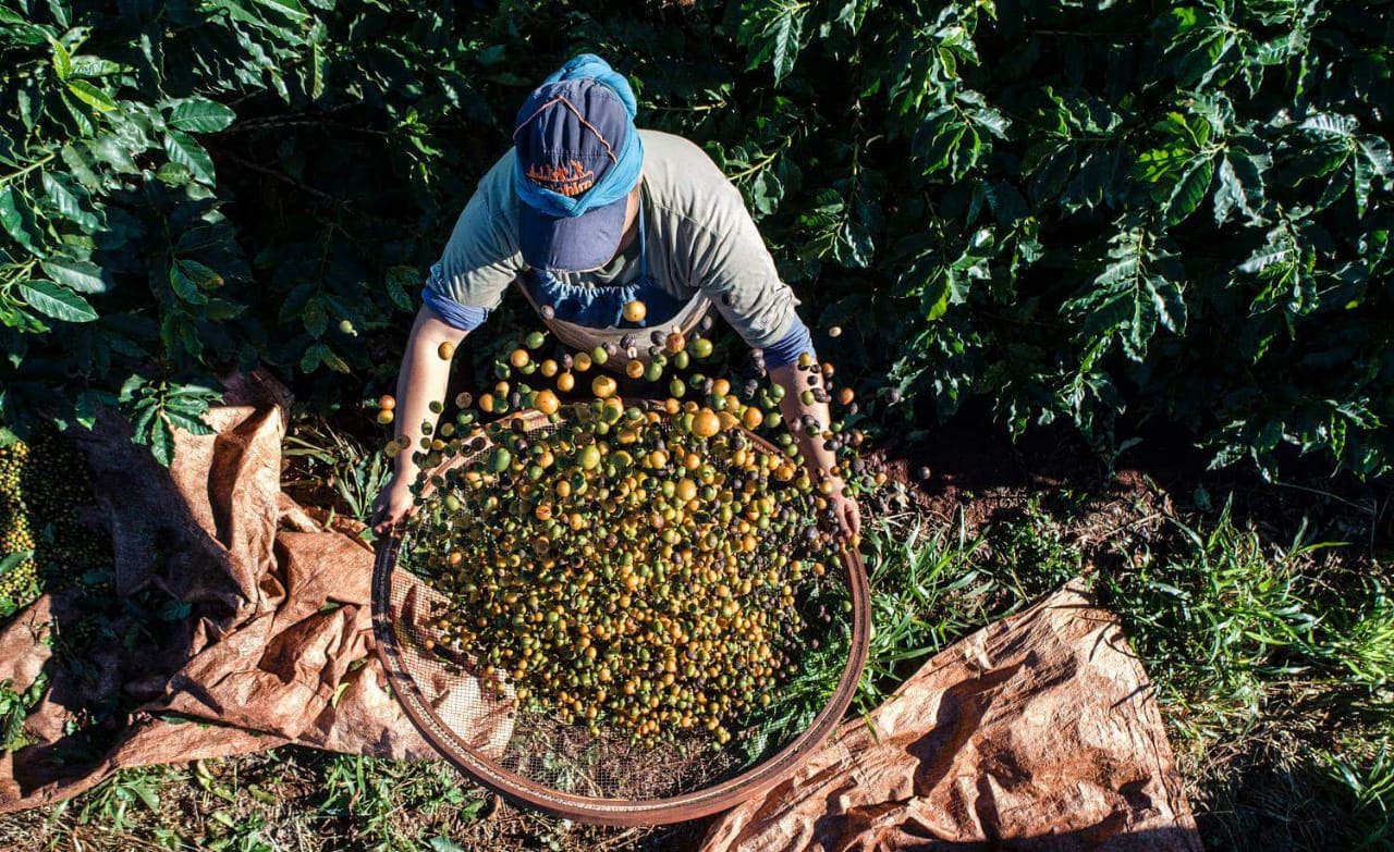 Fazenda Palmeira - PR (Grão/Moído) | Café du Coin