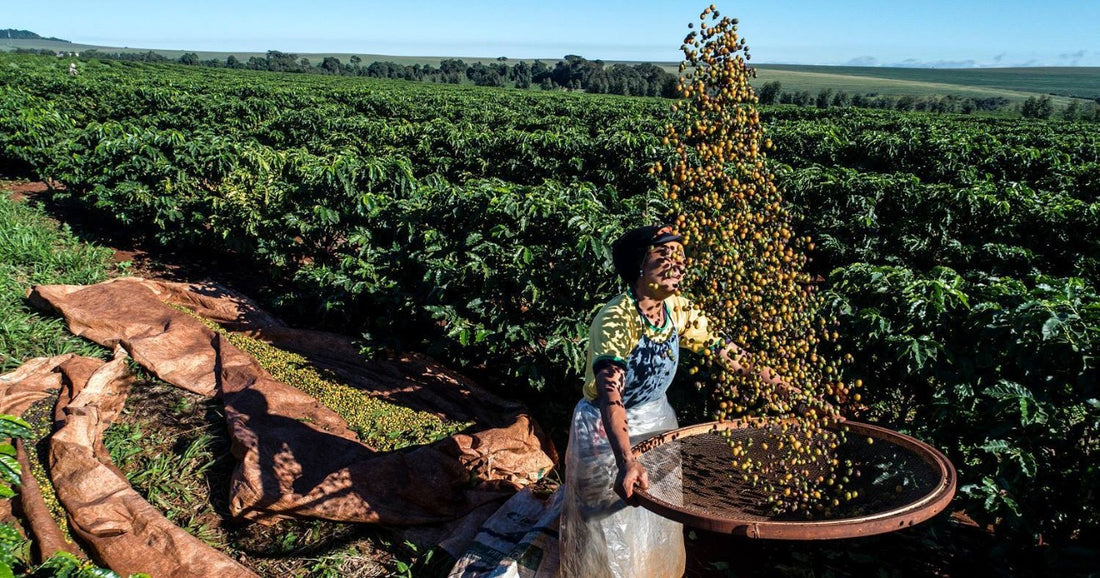 Fazenda Palmeira