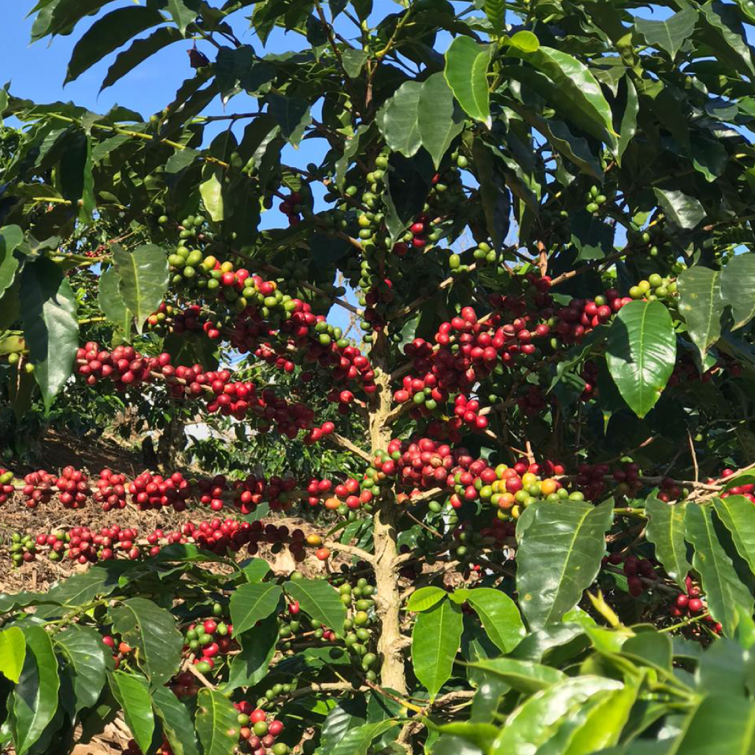 Sítio Agroecológico Recanto da Serra - CD - MG (Grão/Moído) | Café du Coin